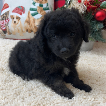 Aussiedoodle Puppy Bentley