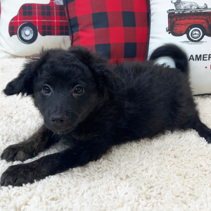 Aussiedoodle Puppy Bentley
