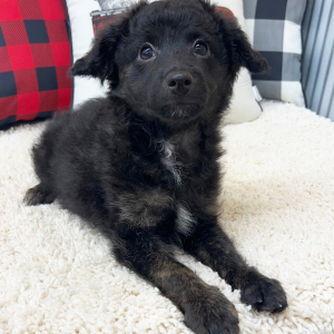 Aussiedoodle Puppy Bentley