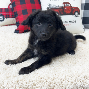 Aussiedoodle Puppy Bentley