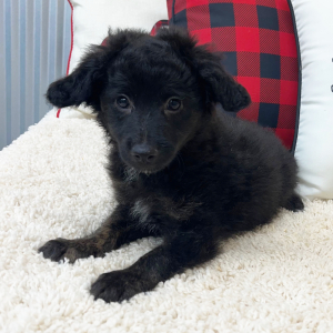 Aussiedoodle Puppy Bentley