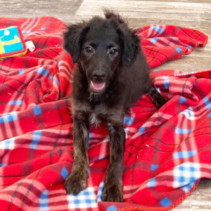 Aussiedoodle Puppy Bentley