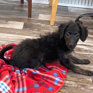 Aussiedoodle Puppy Bentley