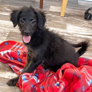 Aussiedoodle Puppy Bentley