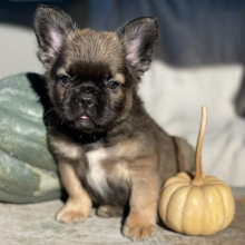 French Bulldog Puppy Fluffy Damon