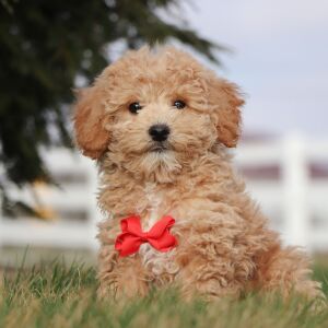 Bichonpoo Puppy Ryan