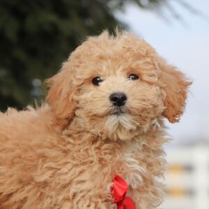 Bichonpoo Puppy Ryan