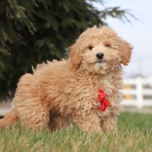 Bichonpoo Puppy Ryan