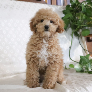 Bichonpoo Puppy Ryan