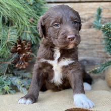 Labradoodle Puppy Sadie