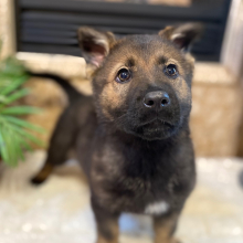 German Shepherd Dog Puppy Scarlette