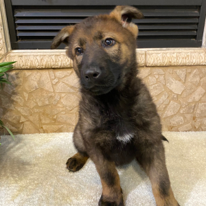 German Shepherd Dog Puppy Scarlette