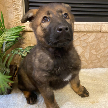 German Shepherd Dog Puppy Scarlette