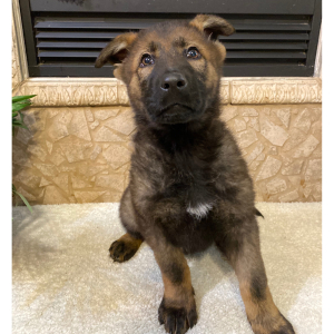 German Shepherd Dog Puppy Scarlette
