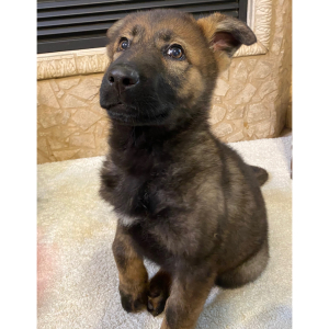 German Shepherd Dog Puppy Scarlette