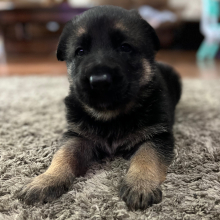 German Shepherd Dog Puppy Archie