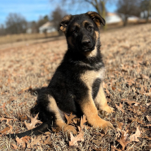German Shepherd Dog Puppy Archie