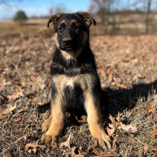 German Shepherd Dog Puppy Archie