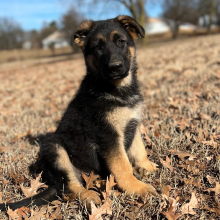 German Shepherd Dog Puppy Archie