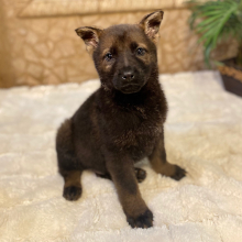 German Shepherd Dog Puppy Owen