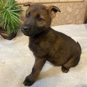 German Shepherd Dog Puppy Owen