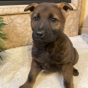 German Shepherd Dog Puppy Owen