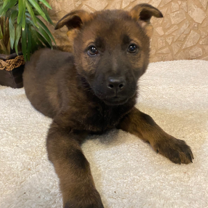 German Shepherd Dog Puppy Owen