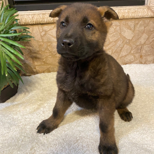 German Shepherd Dog Puppy Owen