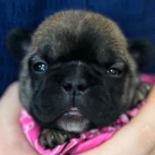 French Bulldog Puppy Nina