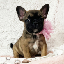 French Bulldog Puppy Nina