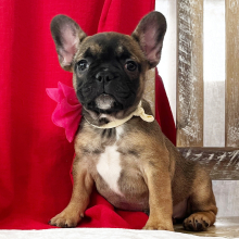 French Bulldog Puppy Nina