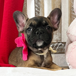 French Bulldog Puppy Nina