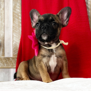 French Bulldog Puppy Nina