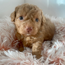 Cavapoo Puppy Cain