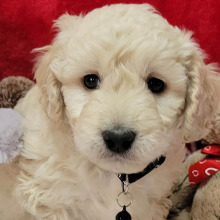 Goldendoodle Puppy Flurry