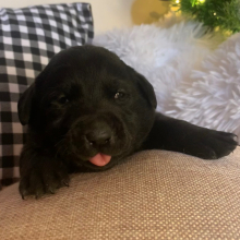 Labrador Retriever Puppy Jet