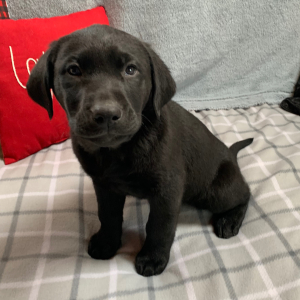 Labrador Retriever Puppy Jet