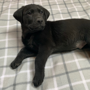 Labrador Retriever Puppy Jet