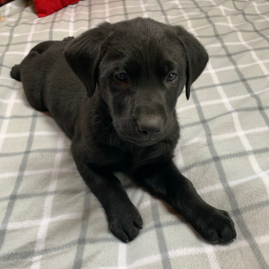 Labrador Retriever Puppy Jet