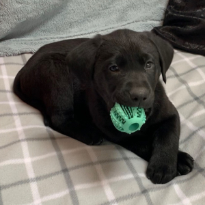 Labrador Retriever Puppy Jet