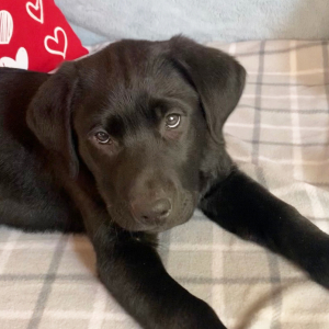 Labrador Retriever Puppy Jet
