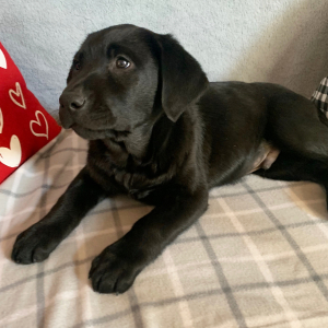 Labrador Retriever Puppy Jet