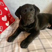 Labrador Retriever Puppy Jet