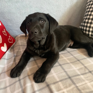 Labrador Retriever Puppy Jet