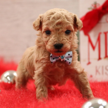 Poodle Puppy Mr. Milo