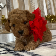 Goldendoodle Puppy Lucky