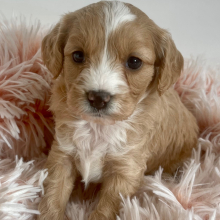 Cavapoo Puppy Coral