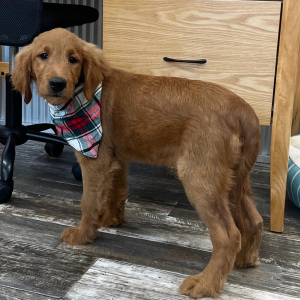 Goldendoodle Puppy Kane