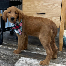 Goldendoodle Puppy Kane