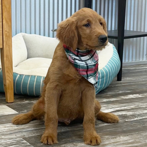 Goldendoodle Puppy Kane